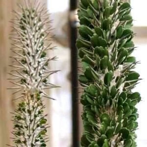 Didiereaceae plant met dikke groene stengels en kleine bladeren tegen een kleigrondachtergrond.