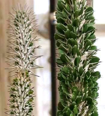 Didiereaceae plant met dikke groene stengels en kleine bladeren tegen een kleigrondachtergrond.