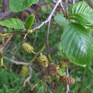 Alnus rhombifolia boom met groene bladeren en ruwe schors.