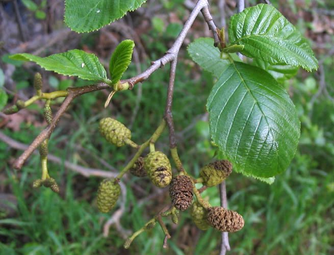 Alnus rhombifolia boom met groene bladeren en ruwe schors.