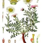 Anacyclus (matricaria) bloem met delicate witte bloemblaadjes en groen blad.
