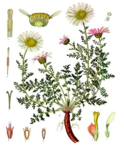 Anacyclus (matricaria) bloem met delicate witte bloemblaadjes en groen blad.