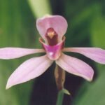 Ancistrochilus plant met groene bladeren en zilverkleurige aderen.