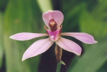 Ancistrochilus plant met groene bladeren en zilverkleurige aderen.