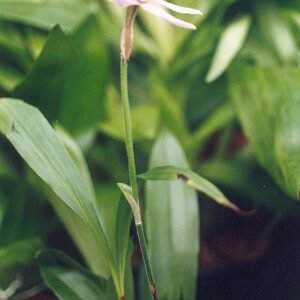 Zeldzame Ancistrochilus rothschildianus orchidee met donkere bladeren en gele bloemen.