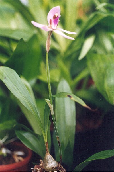 Zeldzame Ancistrochilus rothschildianus orchidee met donkere bladeren en gele bloemen.