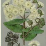 Angophora hispida bloeiende witte bloemen op groene bladeren.