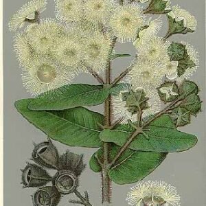 Angophora hispida bloeiende witte bloemen op groene bladeren.