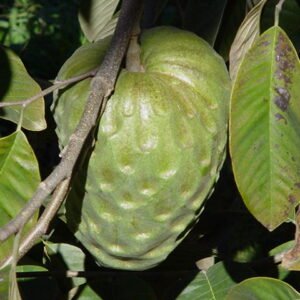 Rijpe cherimoya vrucht aan tak met groene bladeren op Pedra Bela, Brazilië.