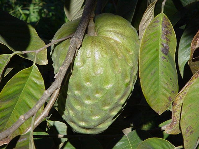 Rijpe cherimoya vrucht aan tak met groene bladeren op Pedra Bela, Brazilië.