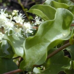 Anredera cordifolia plant with heart-shaped leaves and white flowers in a pot.