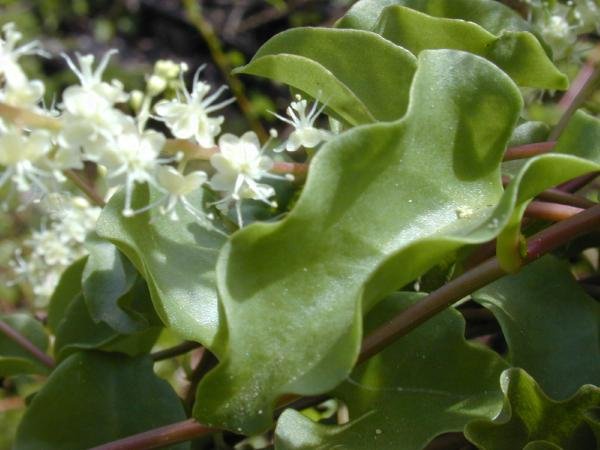 Anredera cordifolia plant with heart-shaped leaves and white flowers in a pot.