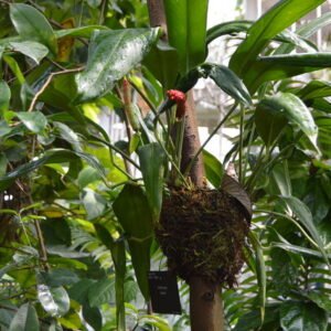 Anthurium bakeri plant with heart-shaped leaves in Palm House setting.