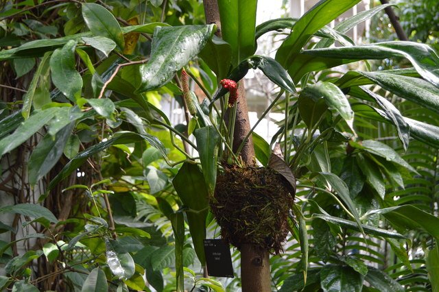 Anthurium bakeri plant with heart-shaped leaves in Palm House setting.