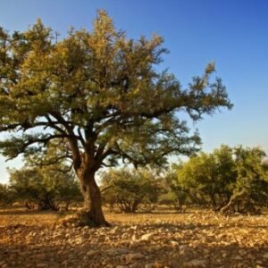 Sideroxylon spinosum in bloei met groene bladeren en doornige takken.