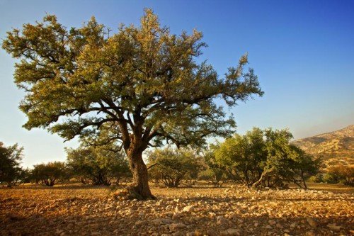 Sideroxylon spinosum in bloei met groene bladeren en doornige takken.