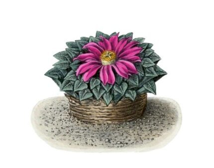 Ariocarpus kotschoubeyanus cactus met groene huid en roze bloemen in pot.