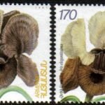 Iris iberica bloemen op postzegels uit Armenië.