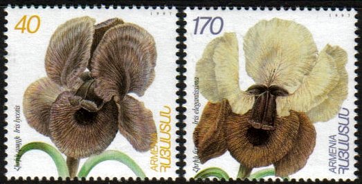 Iris iberica bloemen op postzegels uit Armenië.