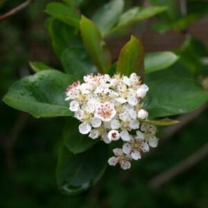 Dieprode Aronia melanocarpa bes met bladeren op kleigrond.
