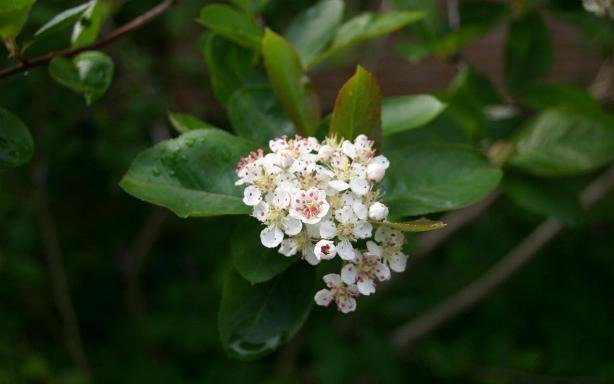 Dieprode Aronia melanocarpa bes met bladeren op kleigrond.
