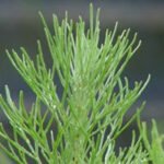 Artemisia californica plant met zilvergrijze bladeren en dunne stengels.