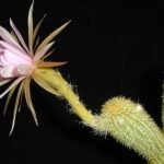 Cactus met koraalrode Arthrocereus rondonianus, lange stengels en scherpe doornen.