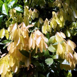 Arytera divaricata bloemen in volle bloei met heldere rode kleuren.