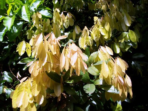 Arytera divaricata bloemen in volle bloei met heldere rode kleuren.