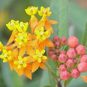 Rood-oranje Asclepias curassavica bloem op kleigrond.