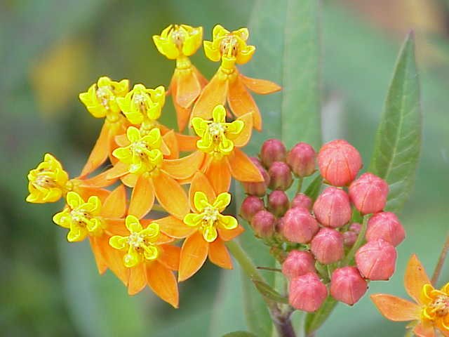 Rood-oranje Asclepias curassavica bloem op kleigrond.