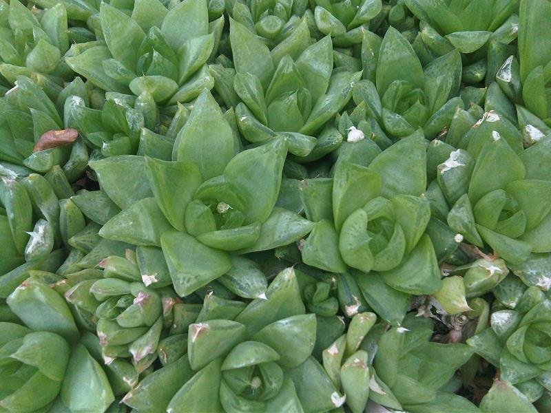 Haworthia cymbiformis succulent plant with green leaves in a pot.