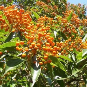Auranticarpa rhombifolia plant in Mt. Keira Gardens - Dutch