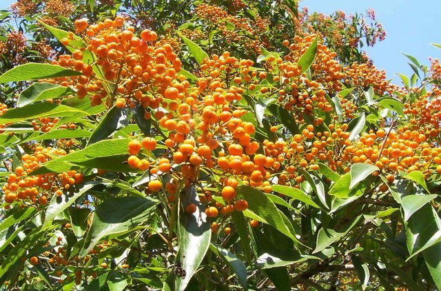 Auranticarpa rhombifolia plant in Mt. Keira Gardens - Dutch