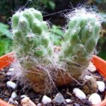 Austrocylindropuntia floccosa cactus met groene stekels in a pot.