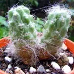 Austrocylindropuntia floccosa cactus met groene stekels in a pot.