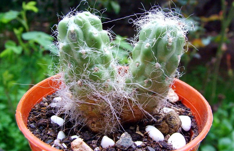 Austrocylindropuntia floccosa cactus met groene stekels in a pot.