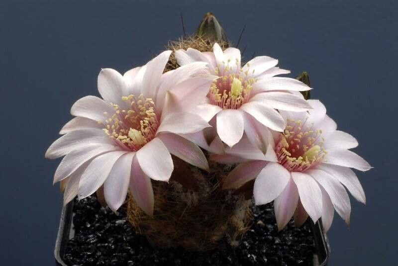 Elegante witte bloem van Aylostera leucanthema op stenen achtergrond.