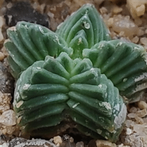 Zeldzame Aztekium Valdezii cactusplant met ribbelpatroon en stekels.