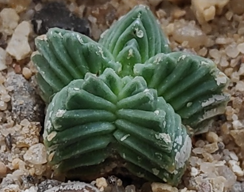 Zeldzame Aztekium Valdezii cactusplant met ribbelpatroon en stekels.