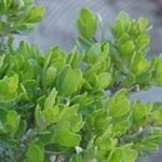 Compacte struik met kleine groene bladeren en witte bloemen.