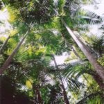 Bangalow Palm met groene bladeren en stam tegen een blauwe lucht.