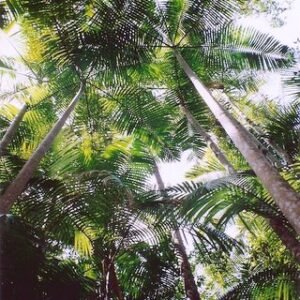 Bangalow Palm met groene bladeren en stam tegen een blauwe lucht.