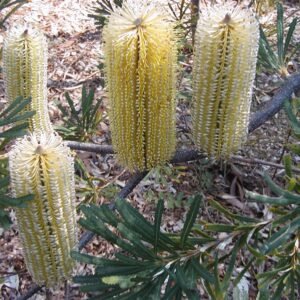 Banksia ‘Lemon Glow’ met felgele bloemknoppen en groene bladeren.