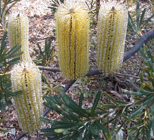 Banksia ‘Lemon Glow’ met felgele bloemknoppen en groene bladeren.