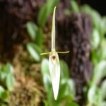 Barbosella cogniauxiana orchidee met groene bladeren en gele bloemen.