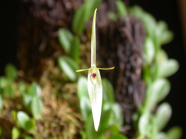 Barbosella cogniauxiana orchidee met groene bladeren en gele bloemen.