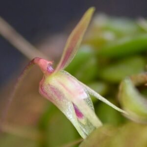 Barbosella crassifolia orchidee met dikke bladeren en kleine paarse bloemen.