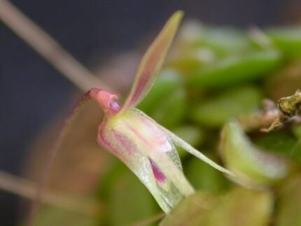 Barbosella crassifolia orchidee met dikke bladeren en kleine paarse bloemen.