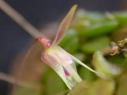 Barbosella crassifolia orchidee met dikke bladeren en kleine paarse bloemen.